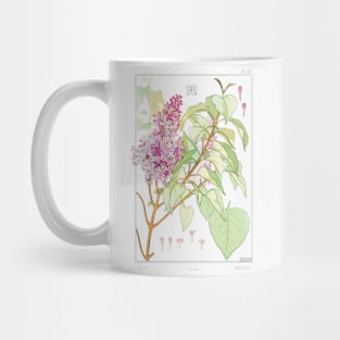 Lilac (1896) Mug